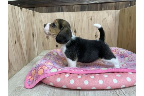 成約済の愛知県のビーグル-175918の4枚目