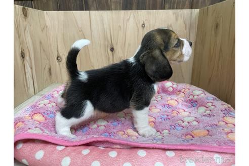 成約済の愛知県のビーグル-175918の3枚目