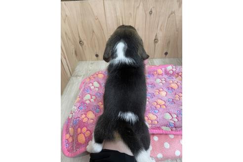 成約済の愛知県のビーグル-175918の2枚目