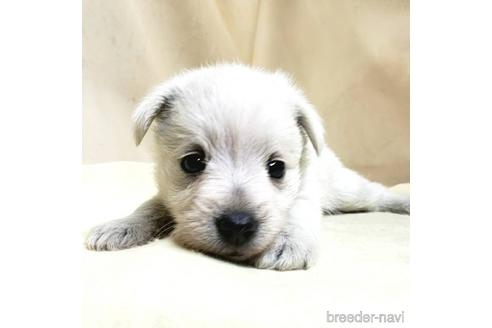 成約済の茨城県のミックス犬-175318の10枚目