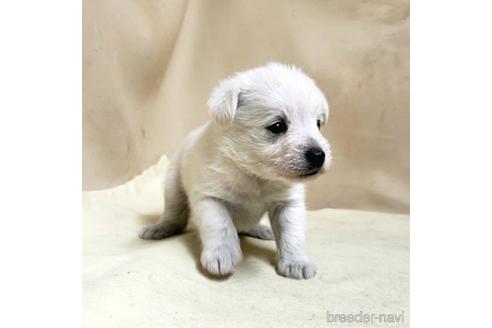 成約済の茨城県のミックス犬-175318の9枚目