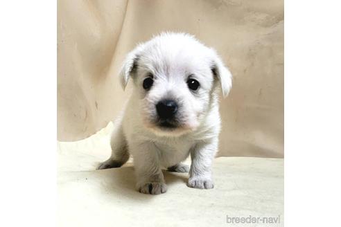 成約済の茨城県のミックス犬-175318の6枚目