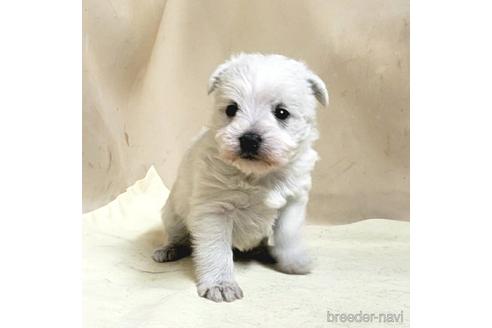 成約済の茨城県のミックス犬-175314の15枚目
