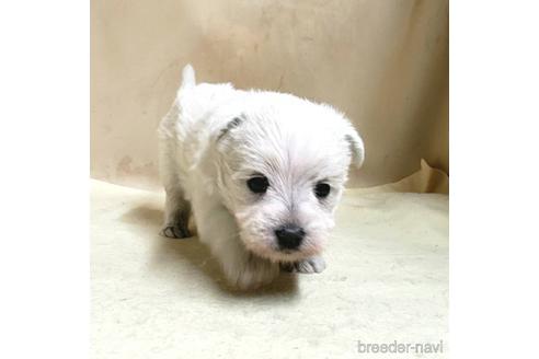 成約済の茨城県のミックス犬-175314の11枚目