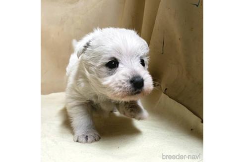 成約済の茨城県のミックス犬-175314の12枚目