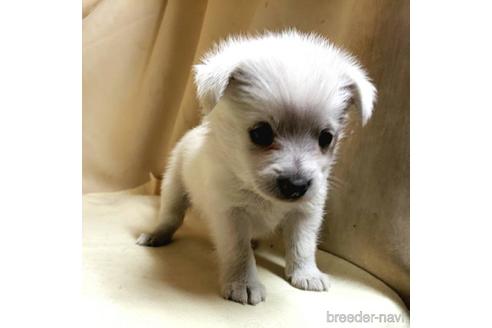 成約済の茨城県のミックス犬-175321の15枚目