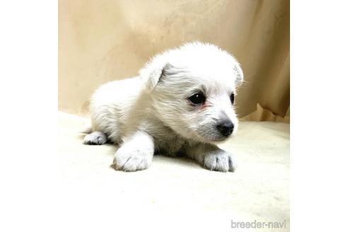 成約済の茨城県のミックス犬-175321の12枚目