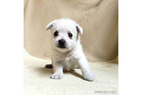 成約済の茨城県のミックス犬-175321の11枚目