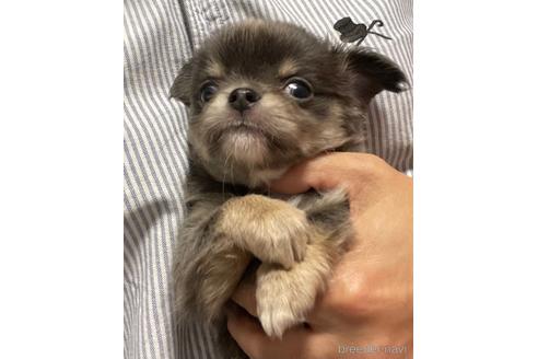 成約済の兵庫県のチワワ(ロングコート)-176708の1枚目