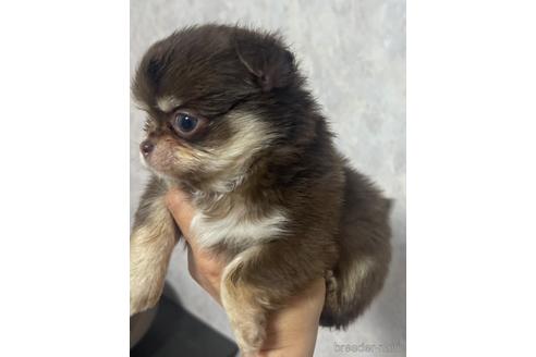 成約済の兵庫県のチワワ(ロングコート)-176710の1枚目