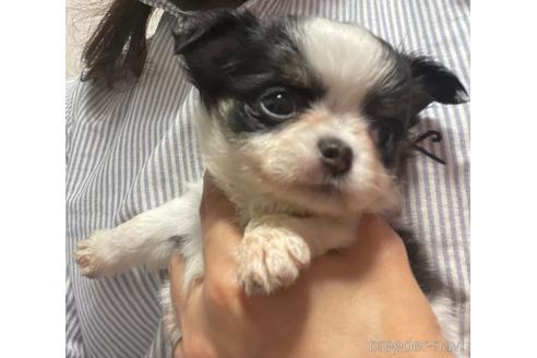 成約済の兵庫県のチワワ(ロングコート)-176709の2枚目