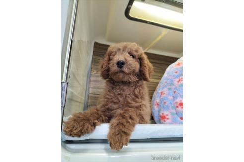 成約済の兵庫県のトイプードル-172883の5枚目