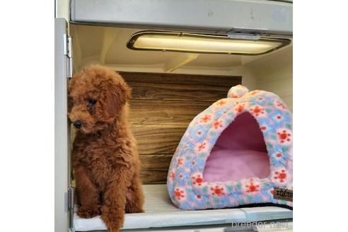 成約済の兵庫県のトイプードル-172883