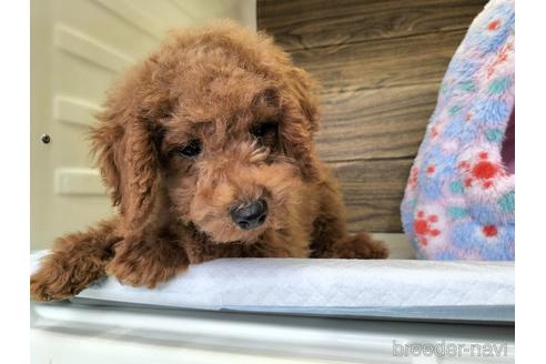 成約済の兵庫県のトイプードル-172883の3枚目