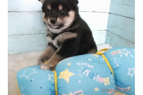 成約済の埼玉県の柴犬-177648の3枚目