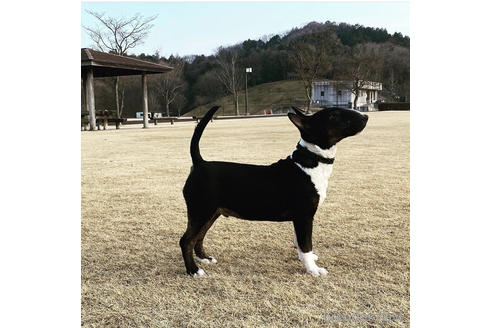 販売中の栃木県のその他の犬種-177651