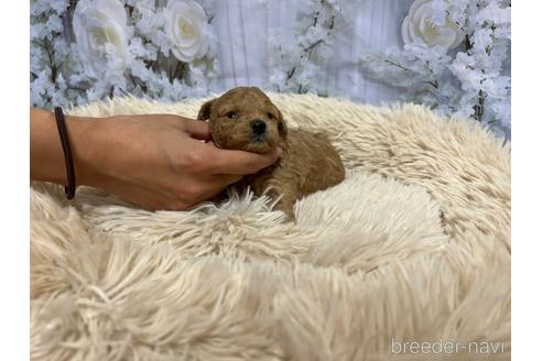 成約済の広島県のタイニープードル-177662の4枚目