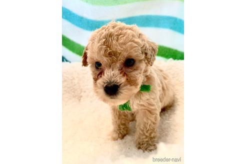 成約済の東京都のミックス犬-176789の37枚目