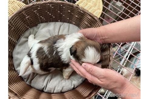 成約済の大阪府のシーズー-177678の2枚目