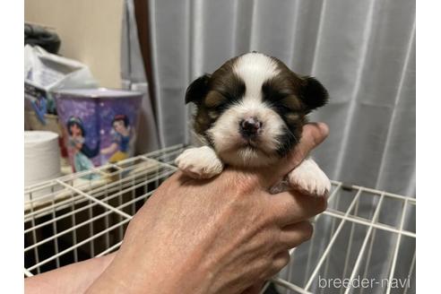 成約済の大阪府のシーズー-177684の1枚目