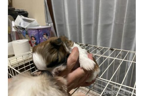 成約済の大阪府のシーズー-177684の2枚目