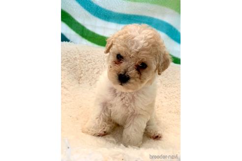 成約済の東京都のミックス犬-176788の25枚目