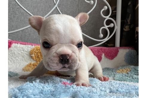 子犬