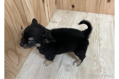 成約済の愛知県のチワワ(ロングコート)-177709の2枚目