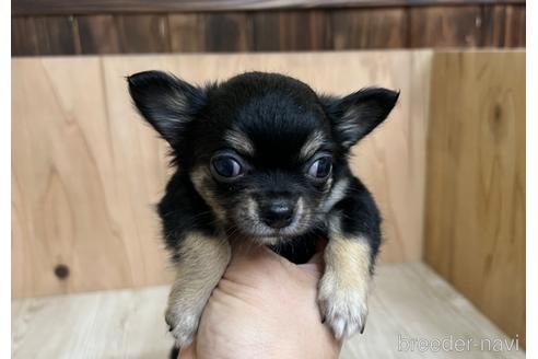 成約済の愛知県のチワワ(ロングコート)-177709の1枚目