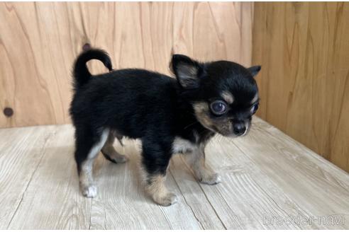 成約済の愛知県のチワワ(ロングコート)-177709の3枚目