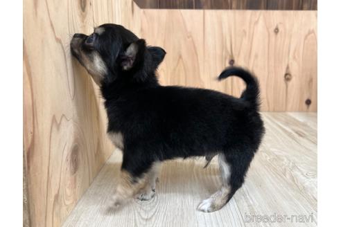 成約済の愛知県のチワワ(ロングコート)-177709の4枚目