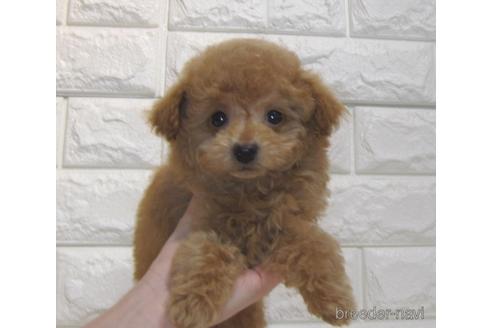 成約済の茨城県のトイプードル-177711の3枚目