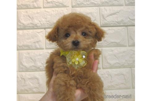 成約済の茨城県のトイプードル-177711の5枚目