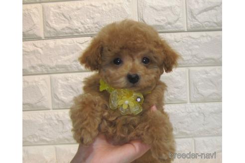 成約済の茨城県のトイプードル-177711の4枚目