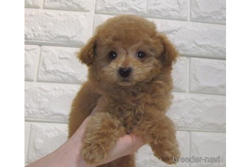 成約済の茨城県のトイプードル-177711の2枚目