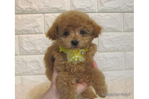 成約済の茨城県のトイプードル-177711の1枚目