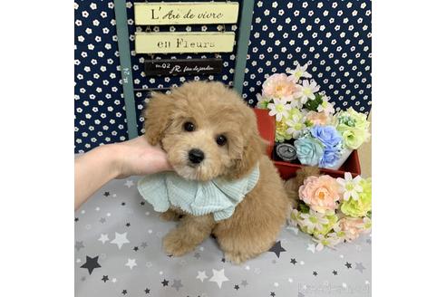 成約済の広島県のミックス犬-173462の1枚目