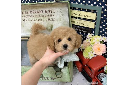 成約済の広島県のミックス犬-173462の4枚目