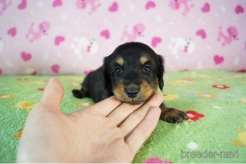 成約済の兵庫県のカニンヘンダックスフンド(ロングヘアード)-177713の1枚目