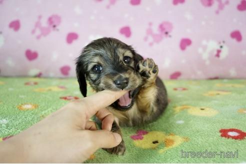 成約済の兵庫県のミニチュアダックスフンド(ロングヘアード)-177714の1枚目