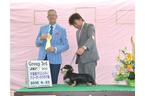 成約済の兵庫県のミニチュアダックスフンド(ロングヘアード)-177715の5枚目