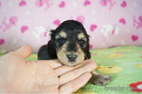 成約済の兵庫県のミニチュアダックスフンド(ロングヘアード)-177716の5枚目