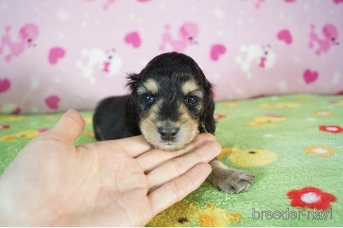 成約済の兵庫県のミニチュアダックスフンド(ロングヘアード)-177716の2枚目