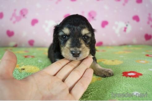 成約済の兵庫県のミニチュアダックスフンド(ロングヘアード)-177716の1枚目