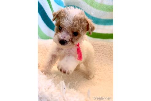 成約済の東京都のミックス犬-176790の7枚目