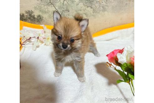 成約済の千葉県のポメラニアン-175496の1枚目