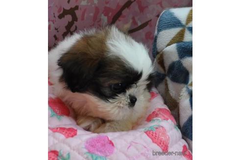 成約済の茨城県のシーズー-177766の2枚目