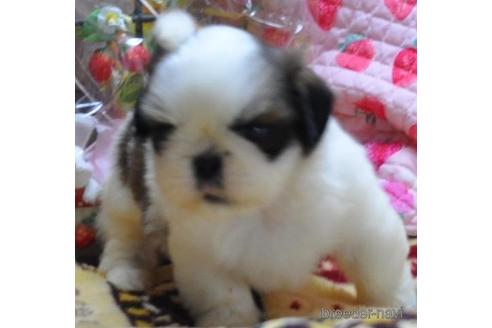 成約済の茨城県のシーズー-177768の2枚目