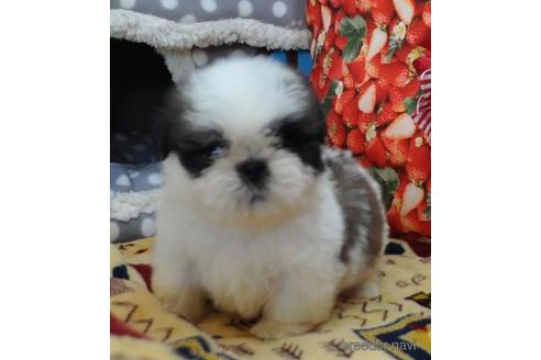 成約済の茨城県のシーズー-177769の4枚目