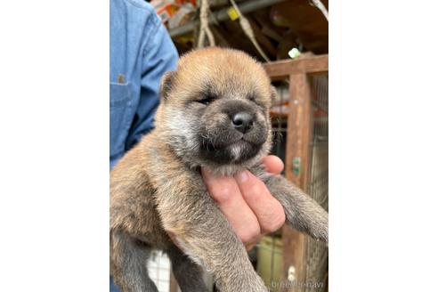 成約済の広島県の柴犬-177852の8枚目